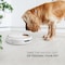 Arf Pets Automatic Pet Feeder, 5 Meal Food Dispenser for Dogs, Cats & Small Pets AP5MAF - alternate 5